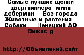 Самые лучшие щенки цвергпинчера (мини доберман) - Все города Животные и растения » Собаки   . Ненецкий АО,Вижас д.